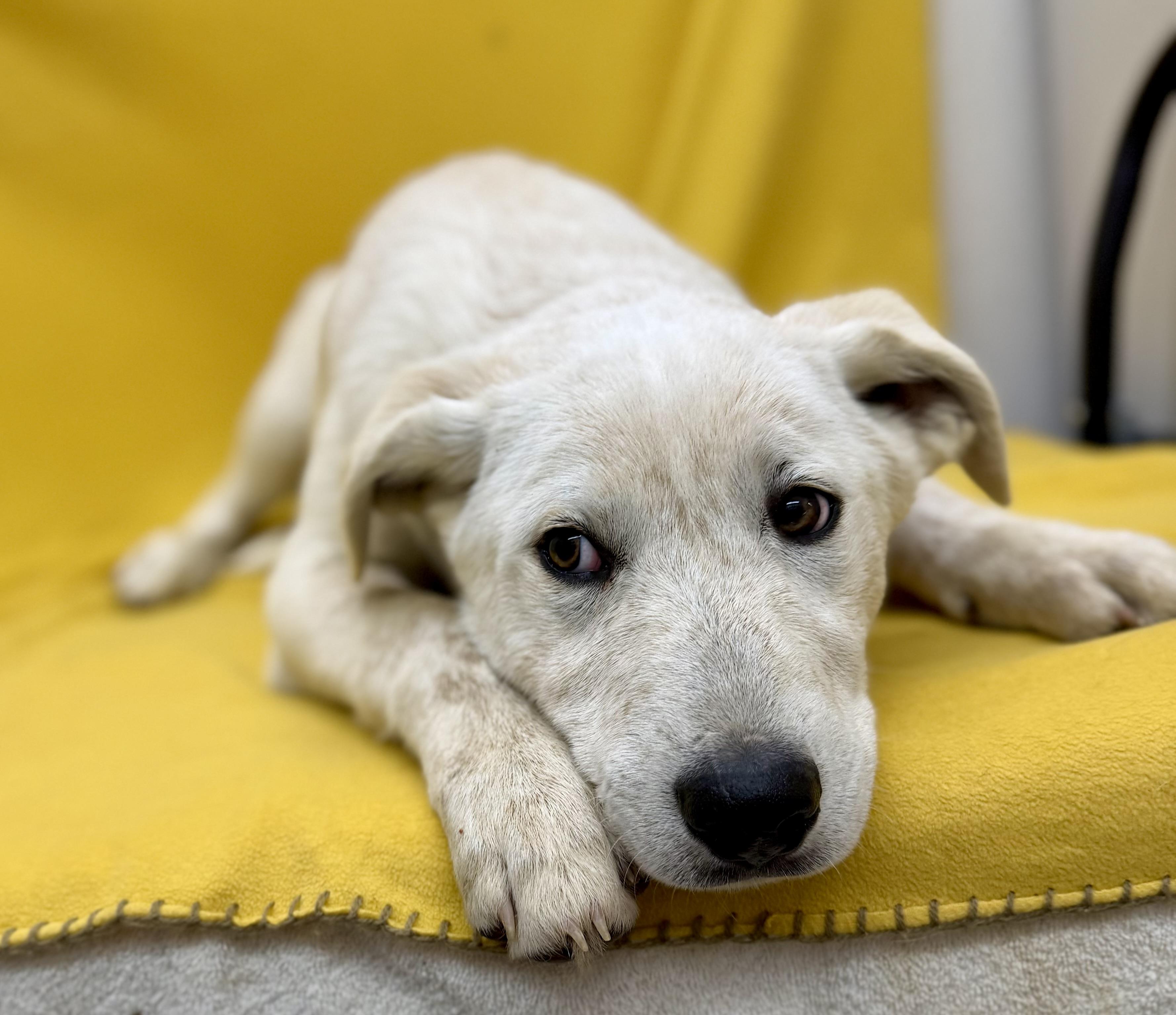 Coconut, a ADOPTABLE mixed breed in Sonora, CA image 3/5