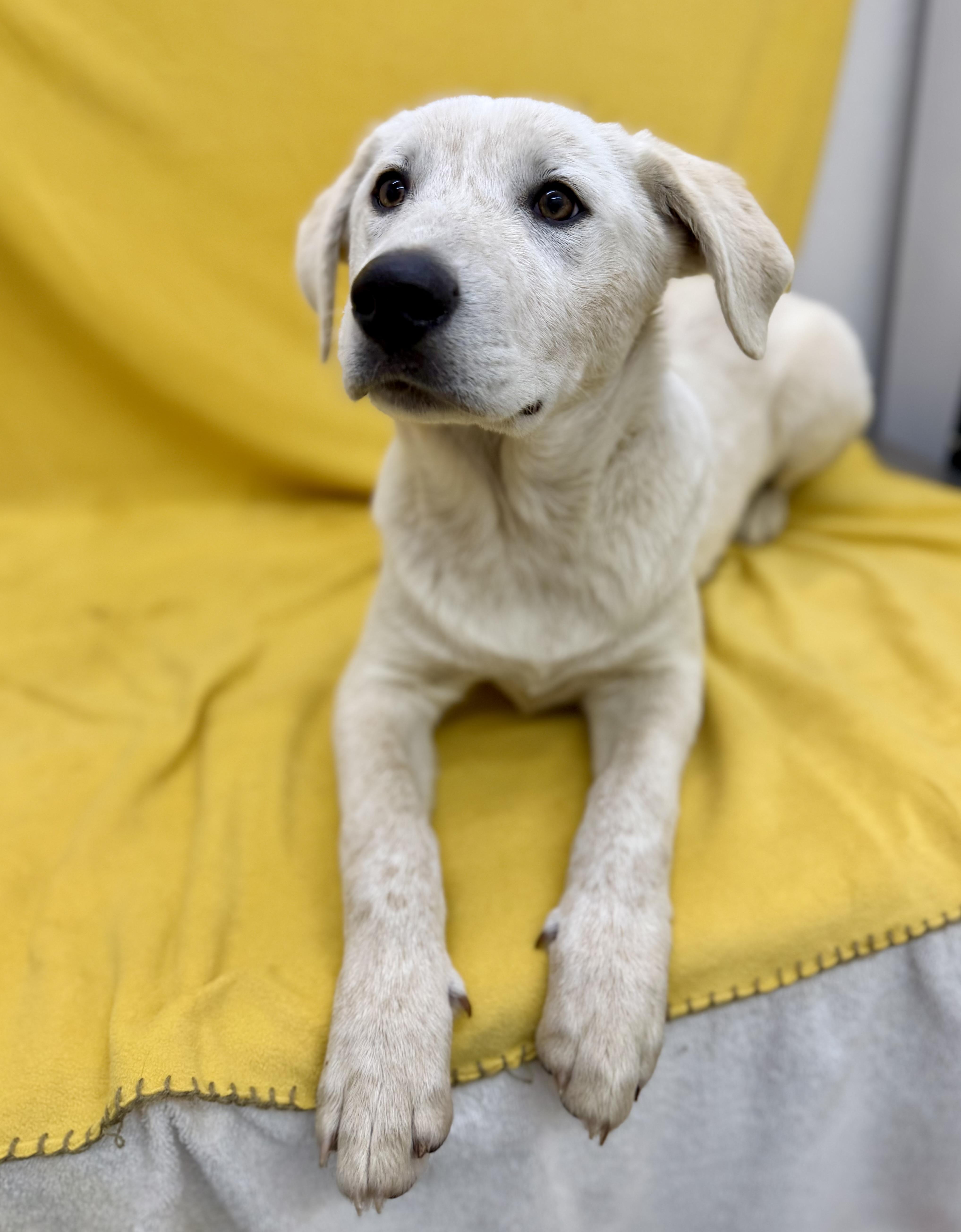 Coconut, a ADOPTABLE mixed breed in Sonora, CA image 2/5