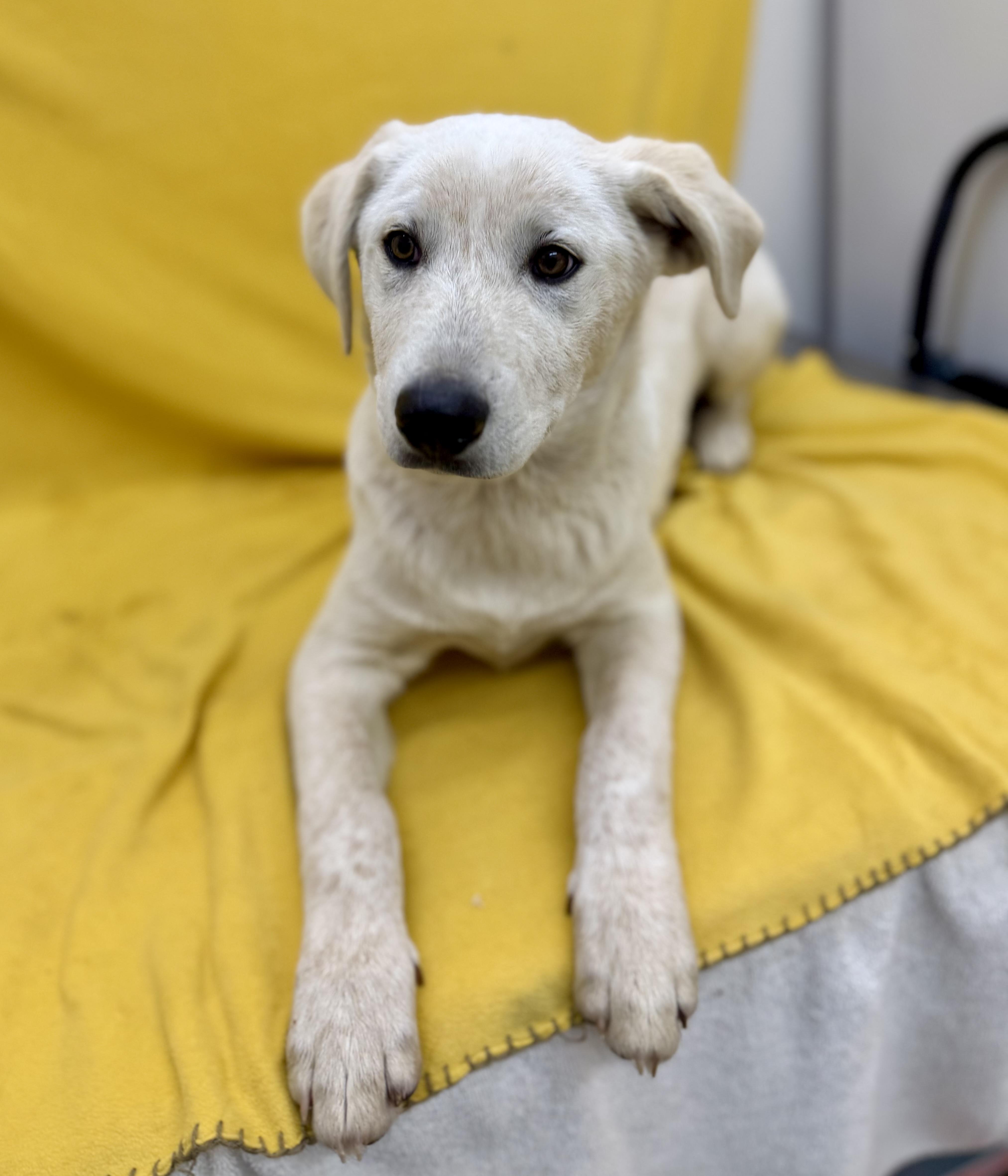 Coconut, a ADOPTABLE mixed breed in Sonora, CA image 4/5