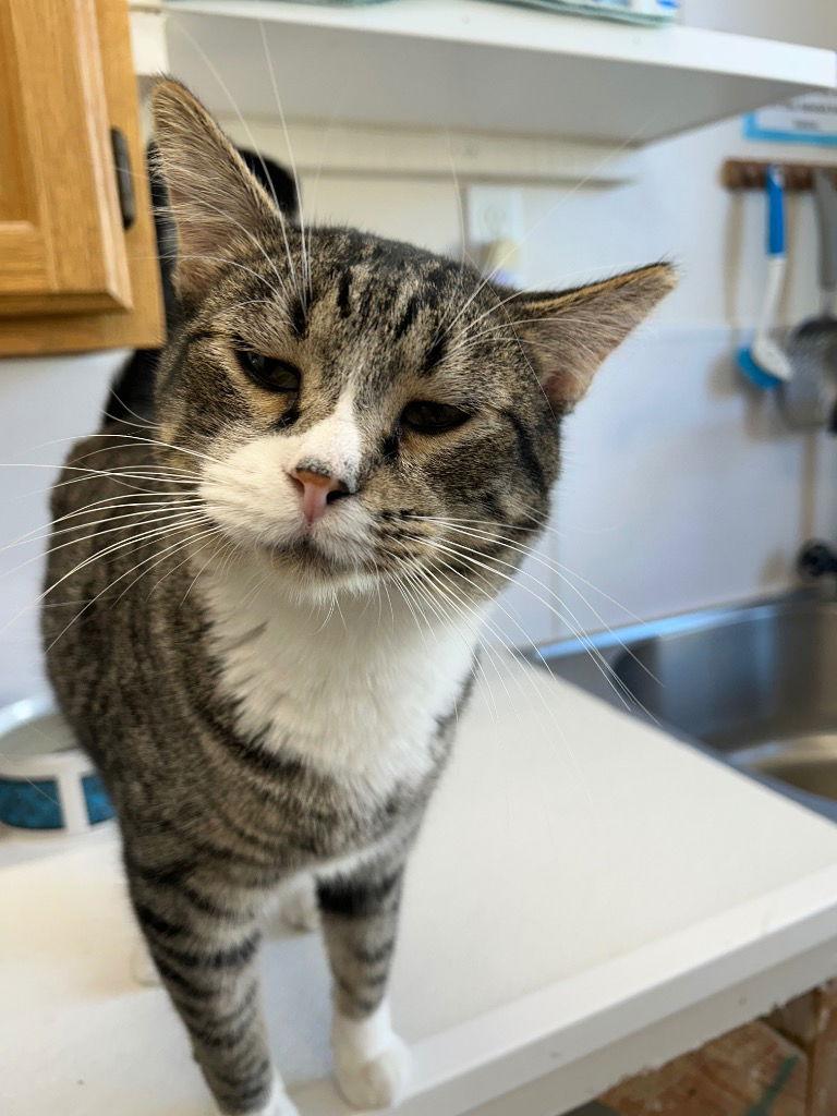 Benny, a Adoptable Tabby in Emmett, ID image 1/2
