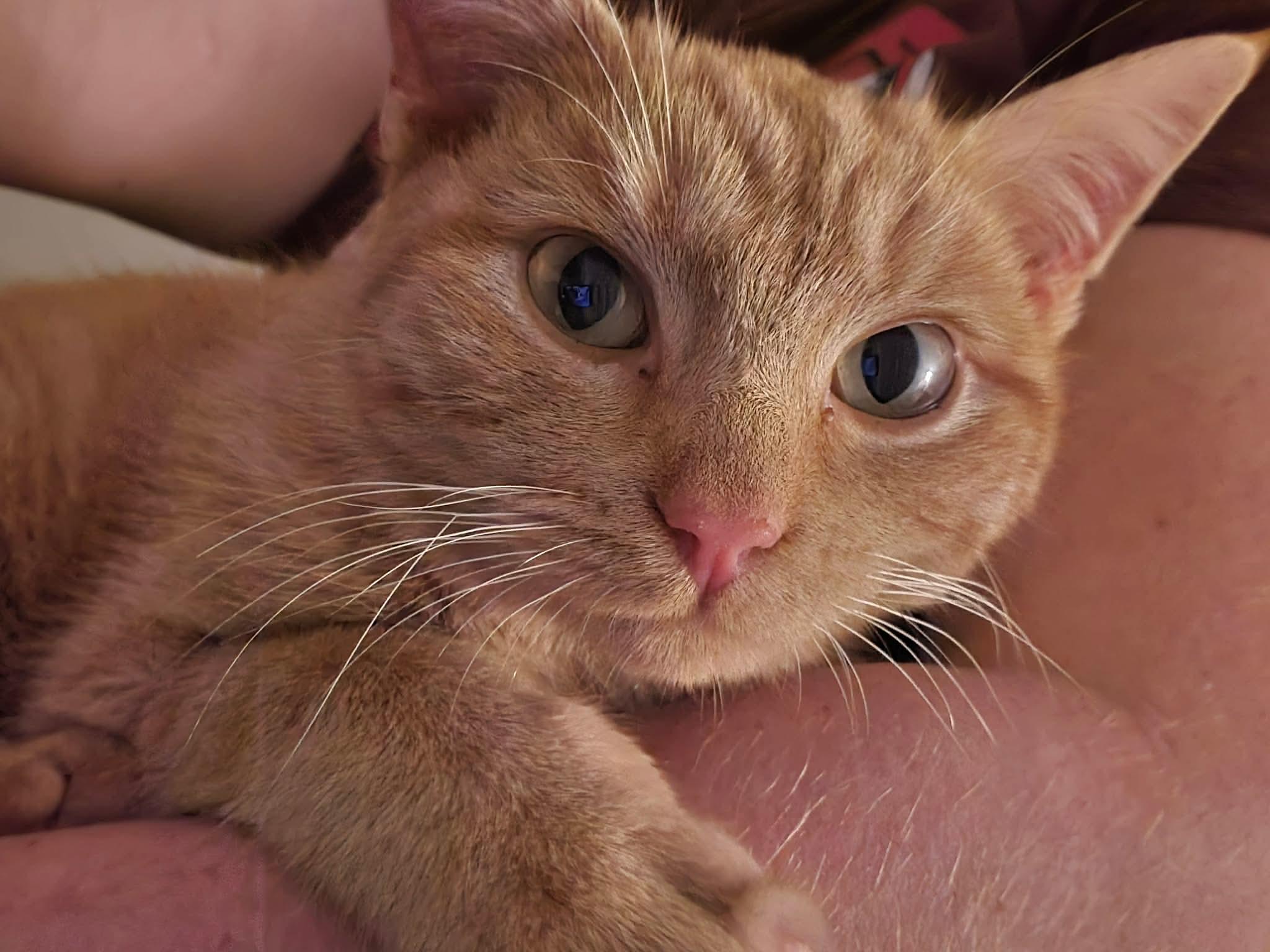 Enlarge Butternut, a ADOPTABLE Domestic Short Hair in Mount Juliet, TN image 2/3