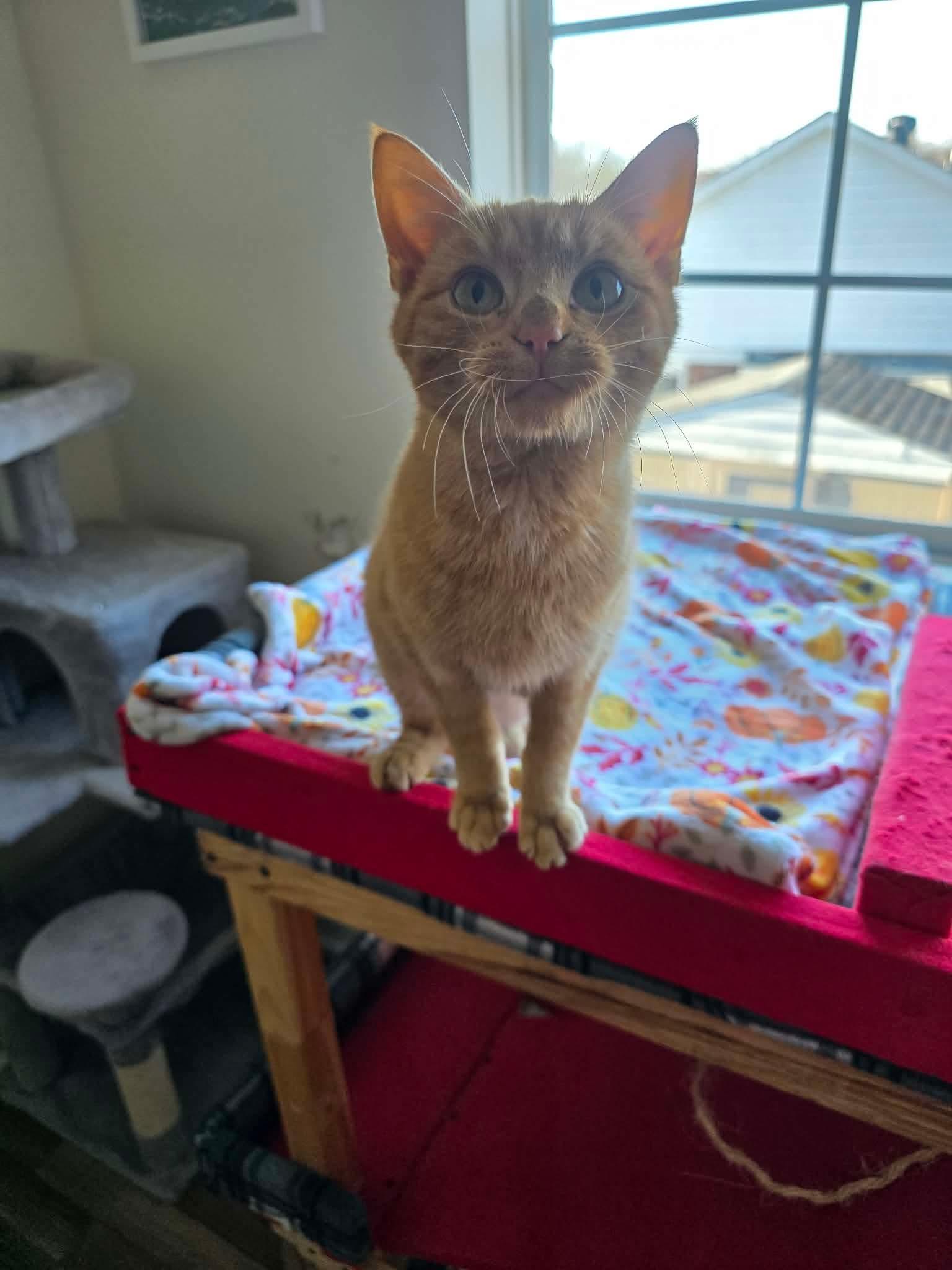 Enlarge Butternut, a ADOPTABLE Domestic Short Hair in Mount Juliet, TN image 1/3