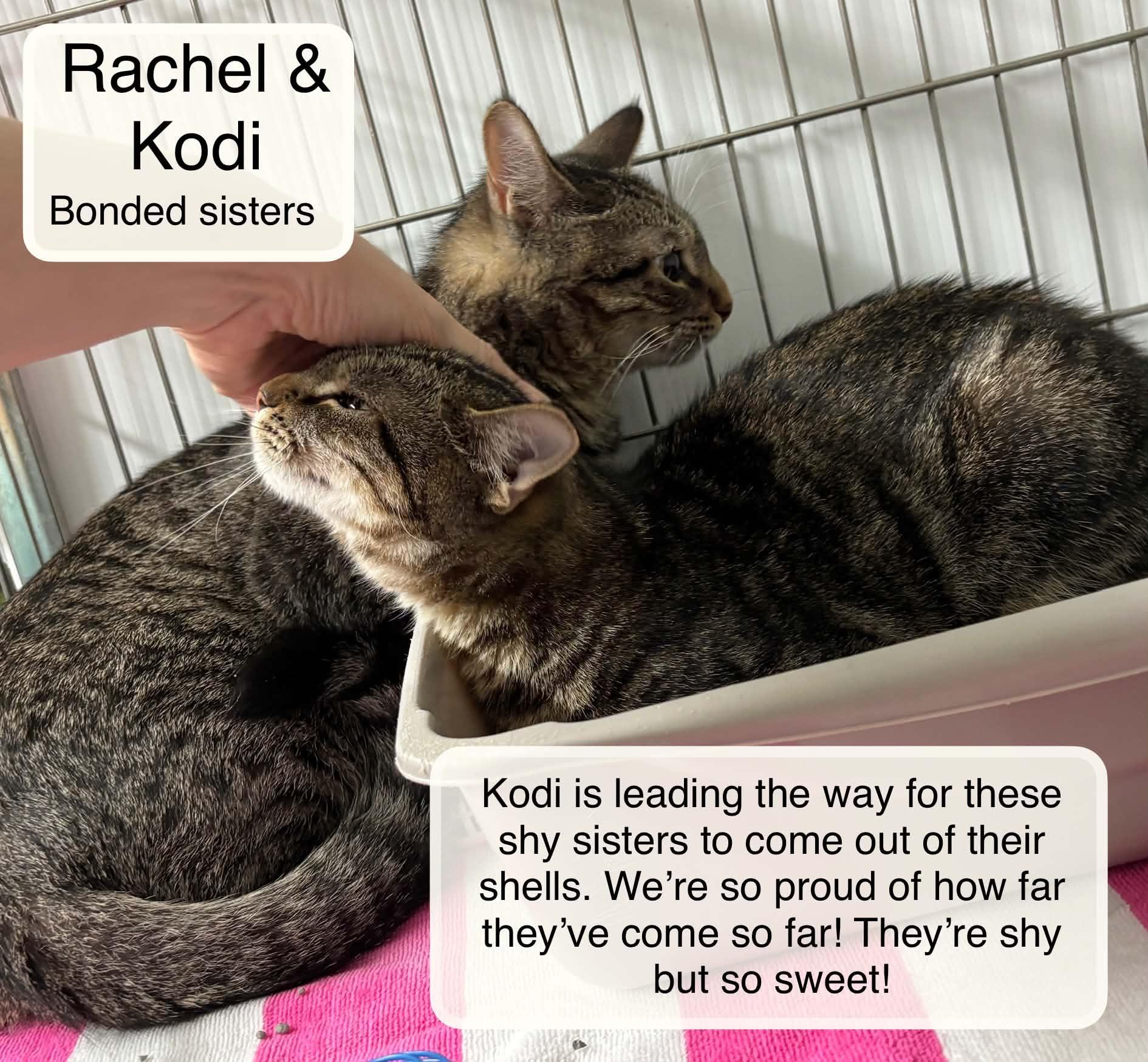 Enlarge Rachael bonded with Kodi, a Adoptable Domestic Short Hair in Ellicott City, MD image 2/5