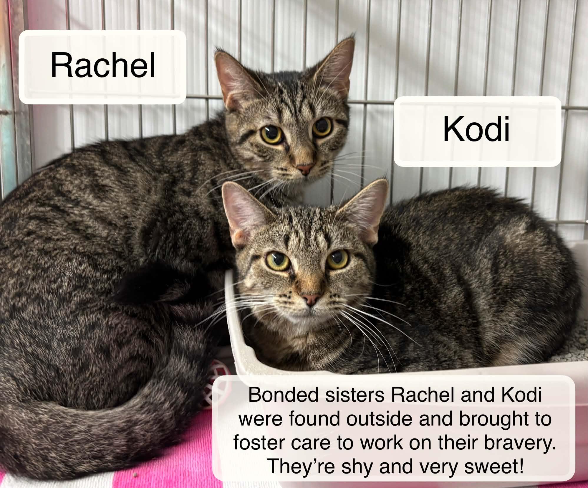 Enlarge Rachael bonded with Kodi, a Adoptable Domestic Short Hair in Ellicott City, MD image 1/5