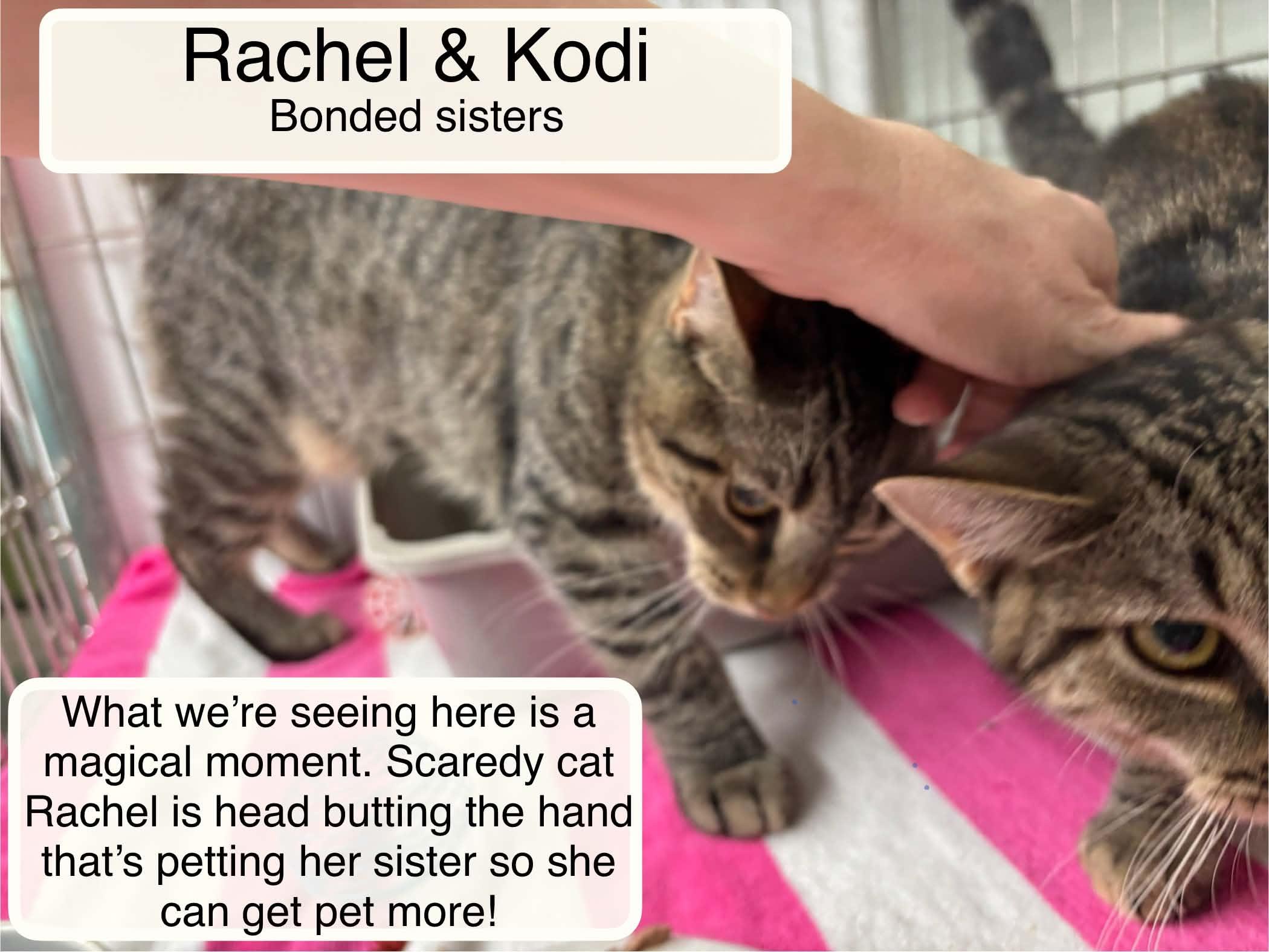 Enlarge Rachael bonded with Kodi, a Adoptable Domestic Short Hair in Ellicott City, MD image 4/5