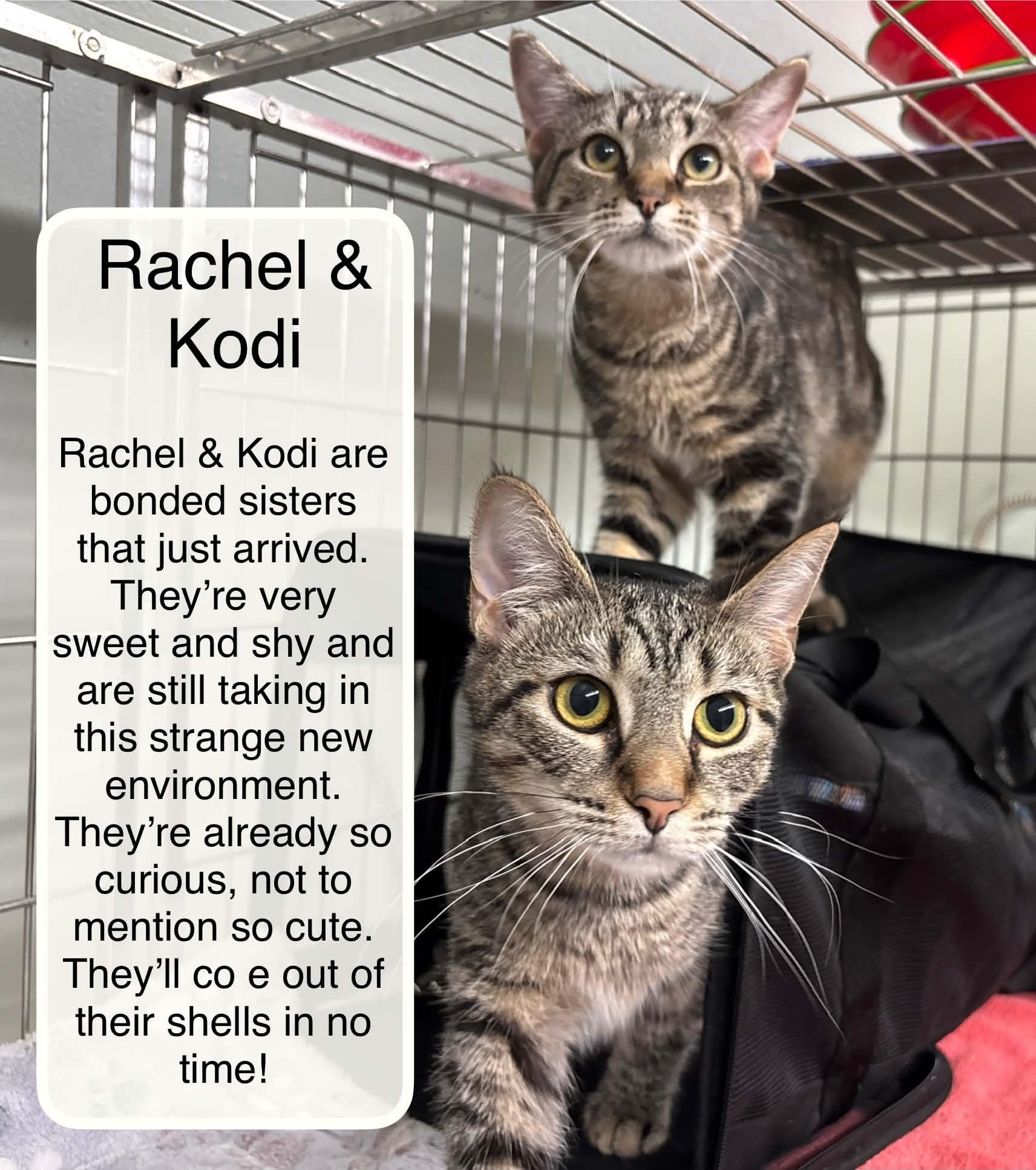 Enlarge Rachael bonded with Kodi, a Adoptable Domestic Short Hair in Ellicott City, MD image 3/5