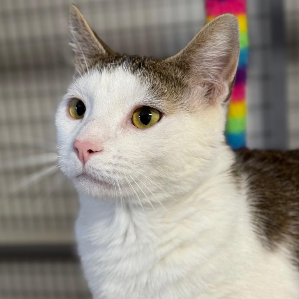 Gingy, Adoptable, Adult Male Domestic Short Hair.