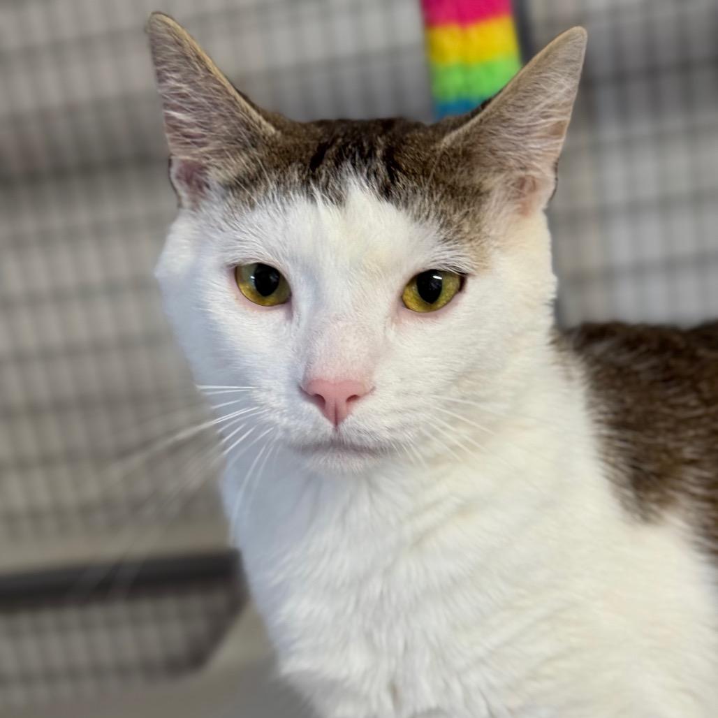 Gingy, a Adoptable Domestic Short Hair in Redwood Valley, CA image 2/6