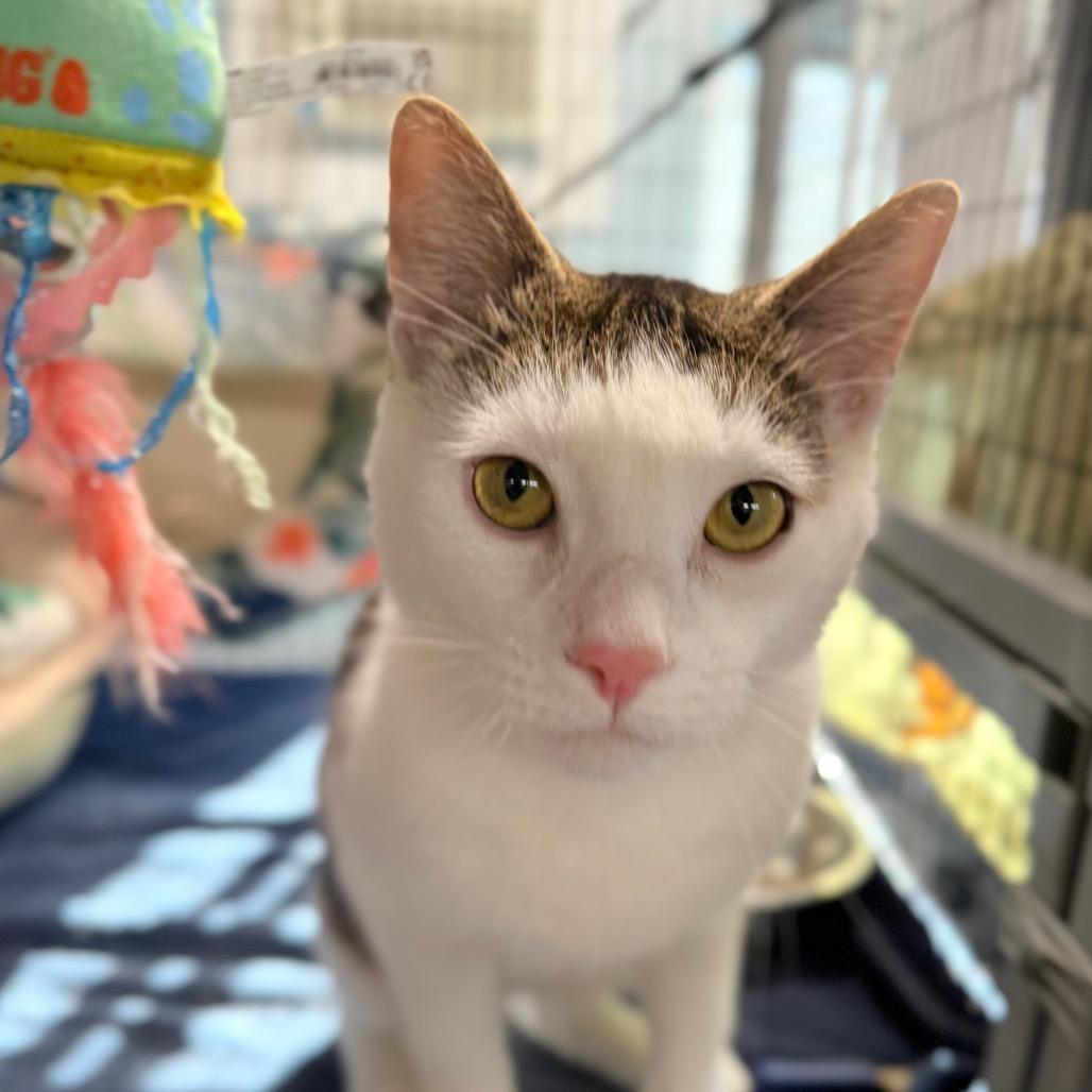 Enlarge Gingy, a Adoptable Domestic Short Hair in Redwood Valley, CA image 4/6