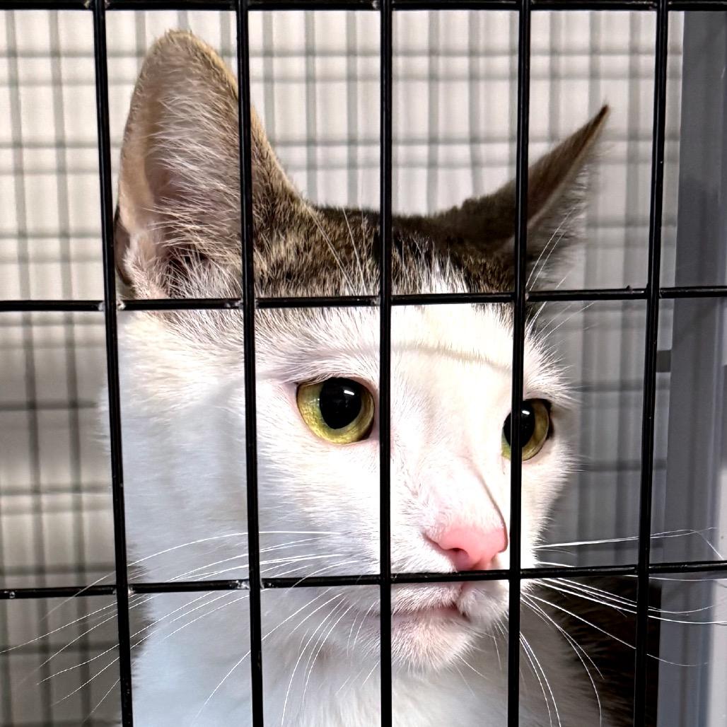 Enlarge Gingy, a Adoptable Domestic Short Hair in Redwood Valley, CA image 6/6