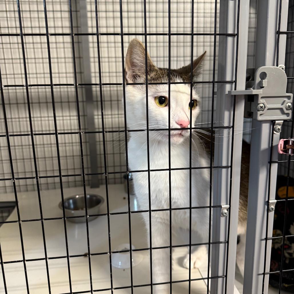 Gingy, a Adoptable Domestic Short Hair in Redwood Valley, CA image 5/6