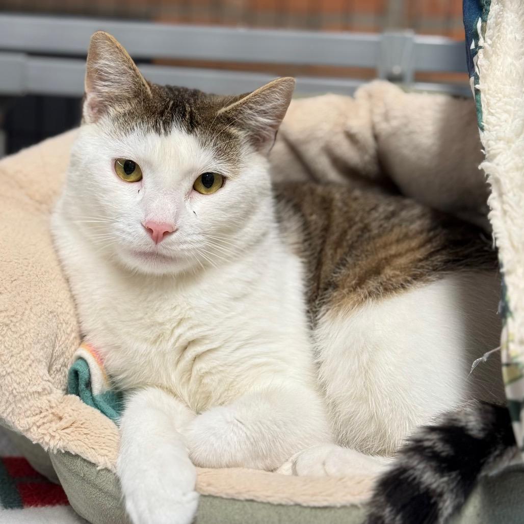 Gingy, a Adoptable Domestic Short Hair in Redwood Valley, CA image 6/6