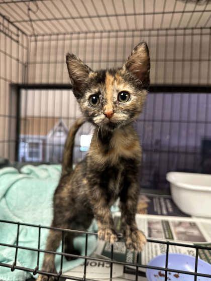 Enlarge Mazikeen, a Adoptable mixed breed in Visalia, CA image 1/1