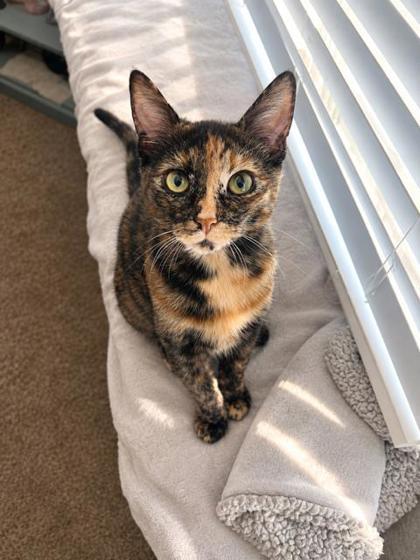 Enlarge Mazikeen, a Adoptable mixed breed in Visalia, CA image 2/2