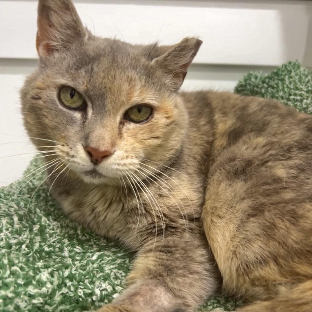 Enlarge Sunshine, a Adoptable Domestic Short Hair in Manheim, PA image 1/2