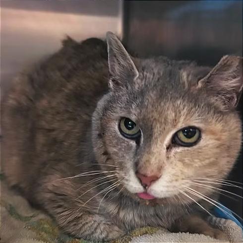 Enlarge Sunshine, a Adoptable Domestic Short Hair in Manheim, PA image 2/2