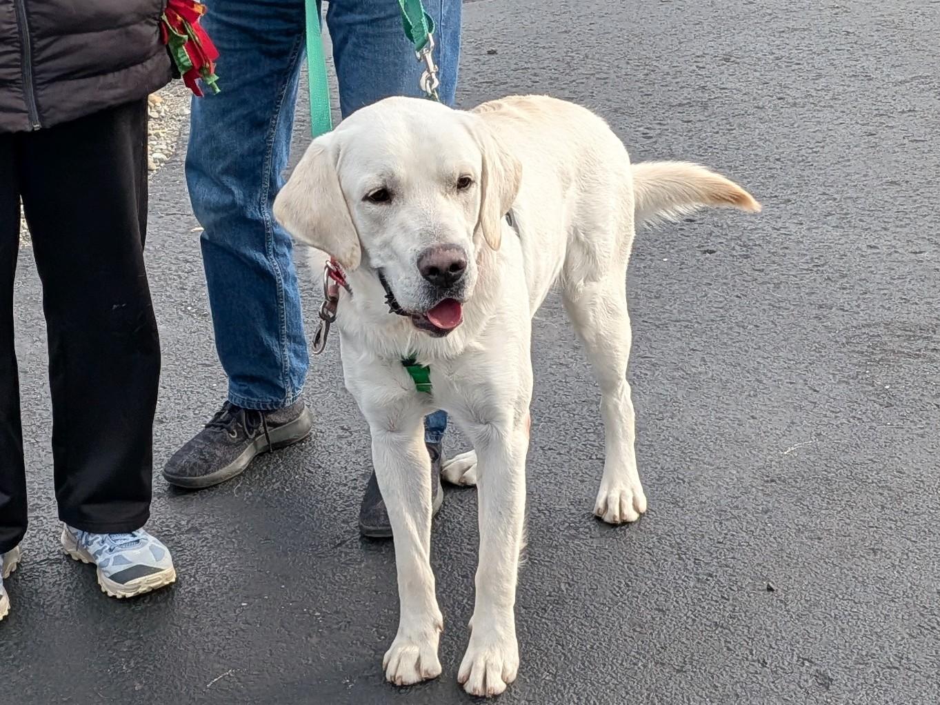 Gus FKA Jingle, ADOPTABLE, Young Male Labrador Retriever.