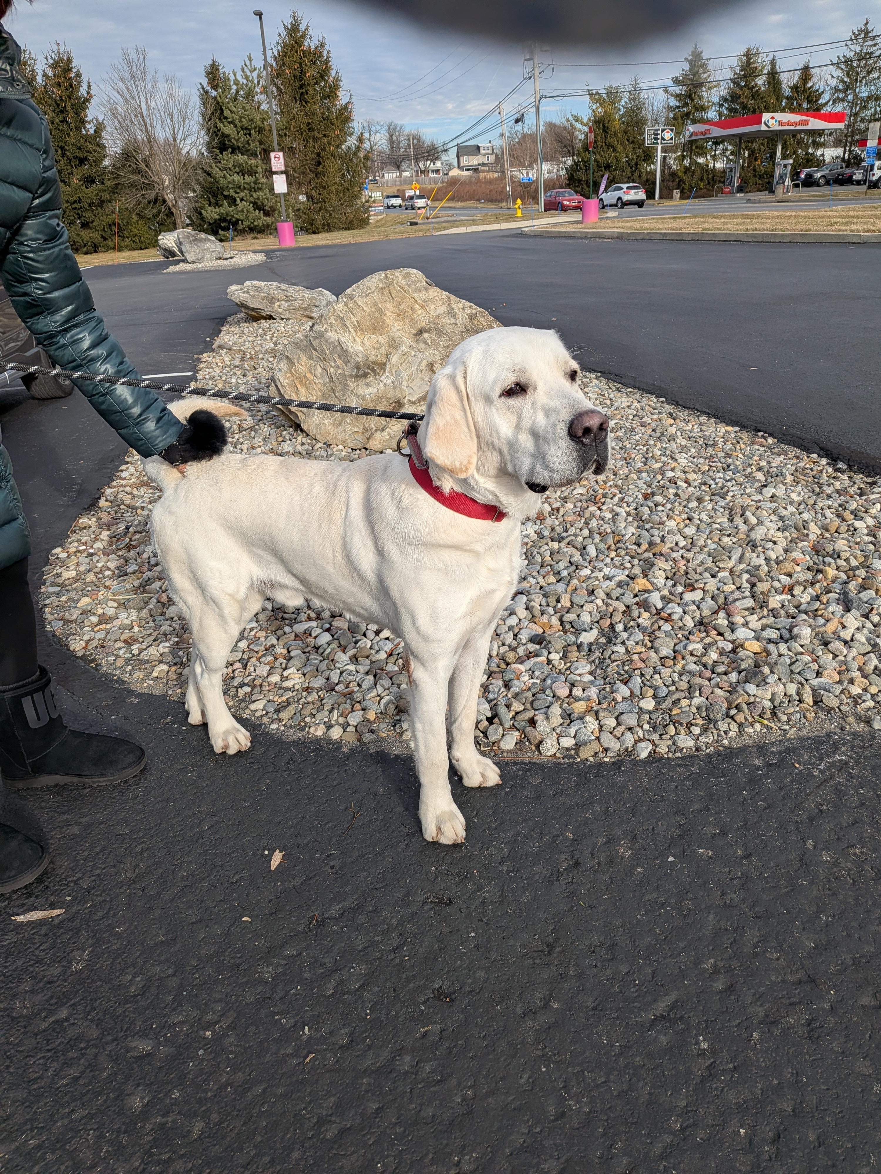 Enlarge Jingle, a ADOPTABLE mixed breed in Warrington, PA image 5/6