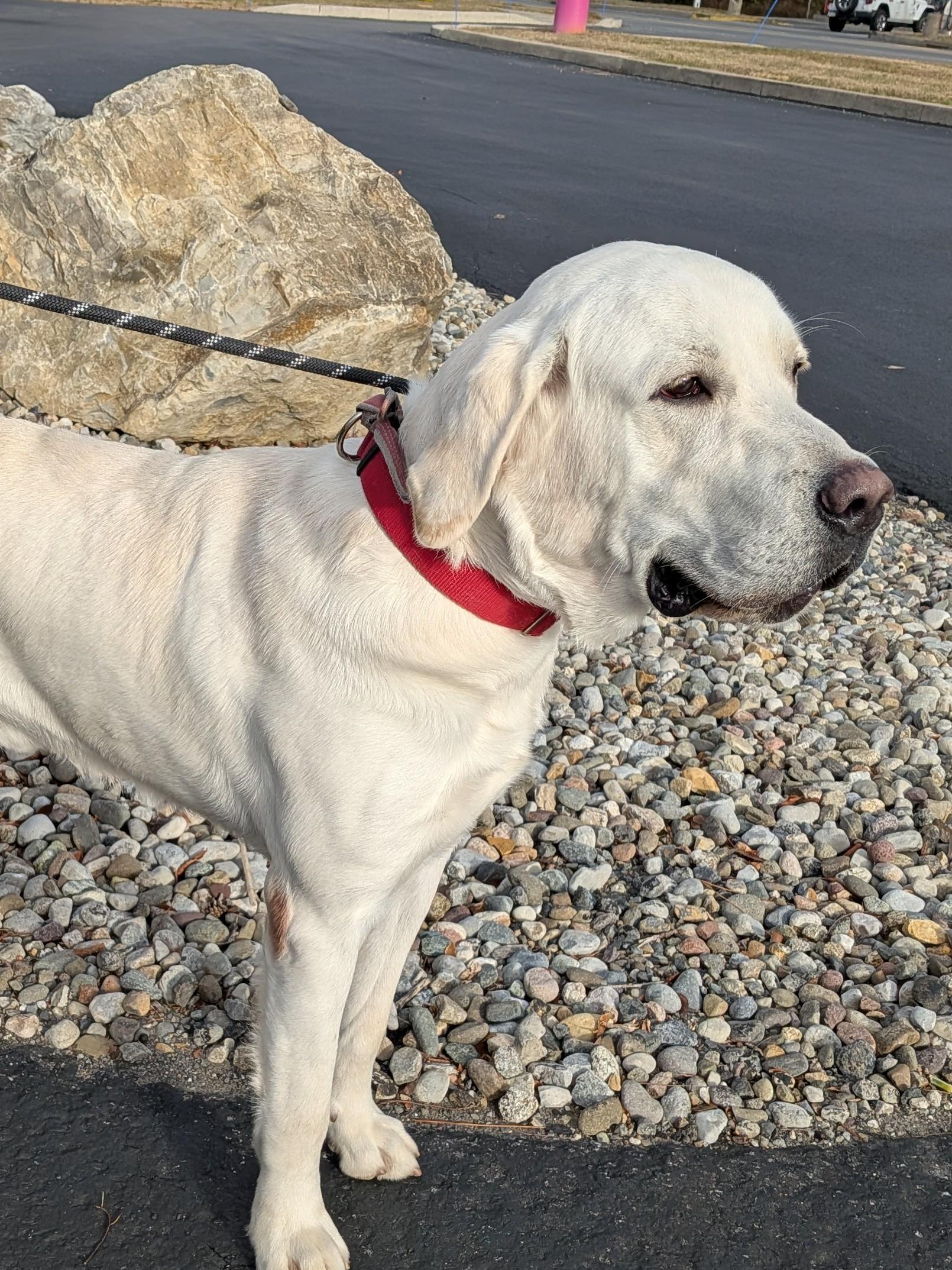 Jingle, ADOPTABLE, Young Male Labrador Retriever.