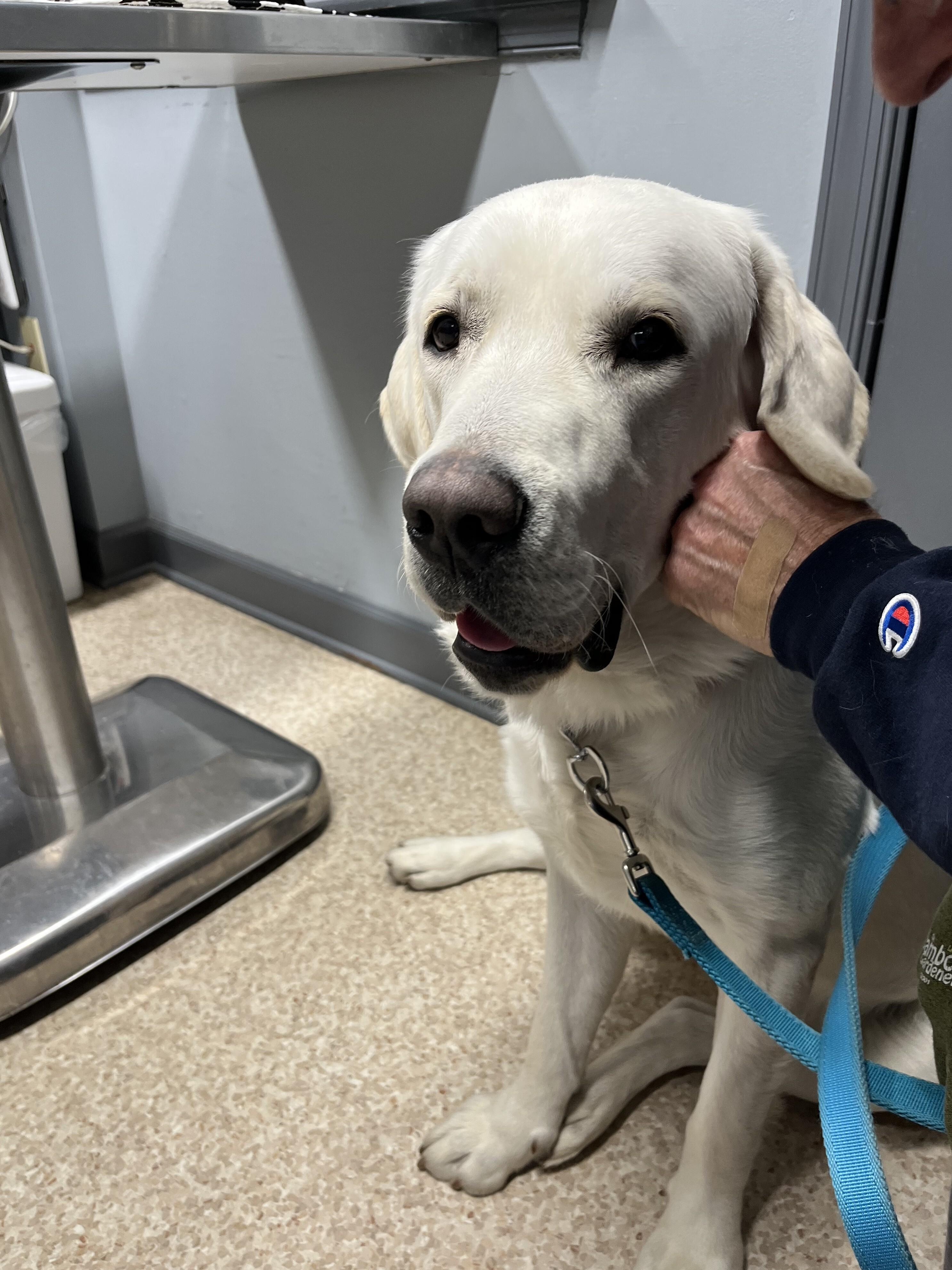 Enlarge Jingle, a ADOPTABLE mixed breed in Warrington, PA image 6/6