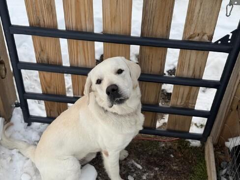 Enlarge Jingle, a ADOPTABLE mixed breed in Warrington, PA image 3/6