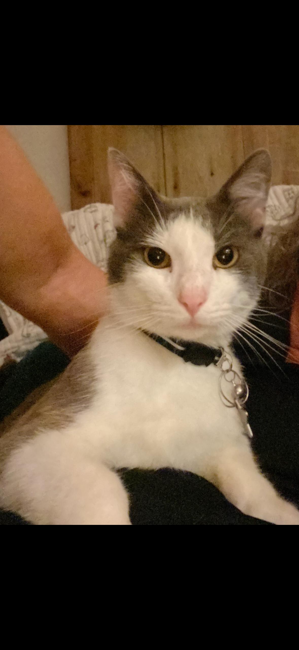 Gandolf, Adult Male unknown