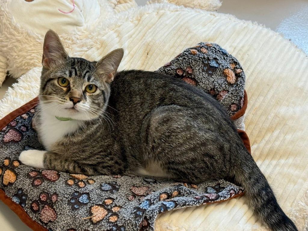 Archie, Adoptable, Young Male Domestic Short Hair.