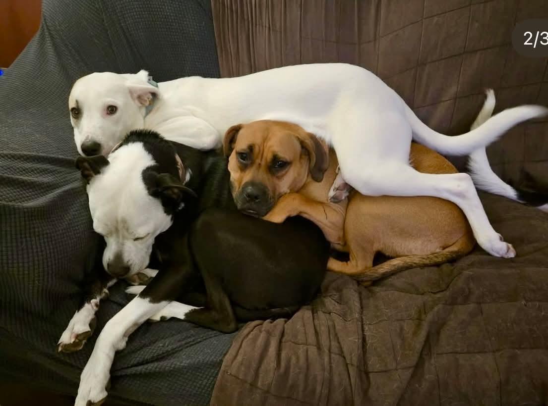 Pagani, Adoptable, Adult Female Boxer.