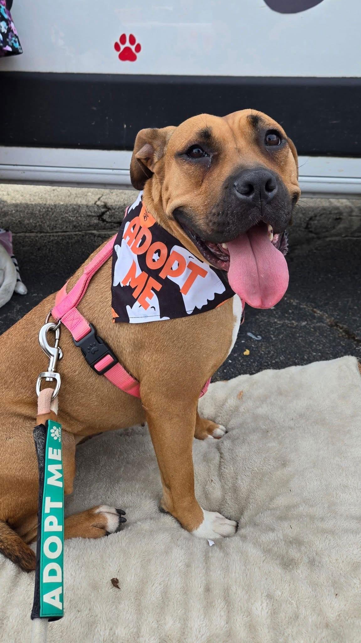 Enlarge Pagani, a Adoptable Boxer in Germantown, OH image 2/3