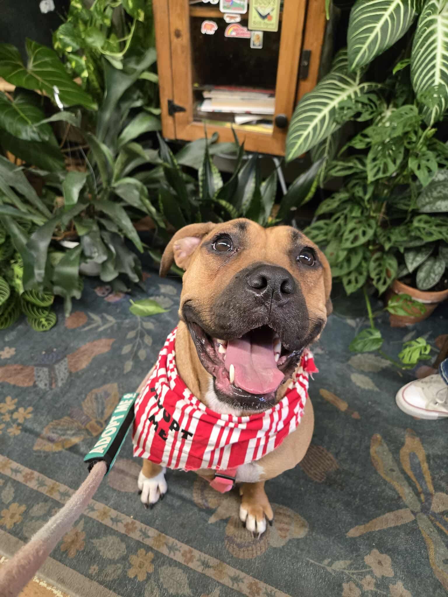 Enlarge Pagani, a Adoptable Boxer in Germantown, OH image 3/3