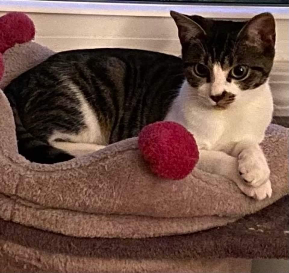 Fiction, Adoptable, Young Male Tabby.