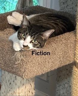 Fiction, a Adoptable mixed breed in Powder Springs, GA image 2/4