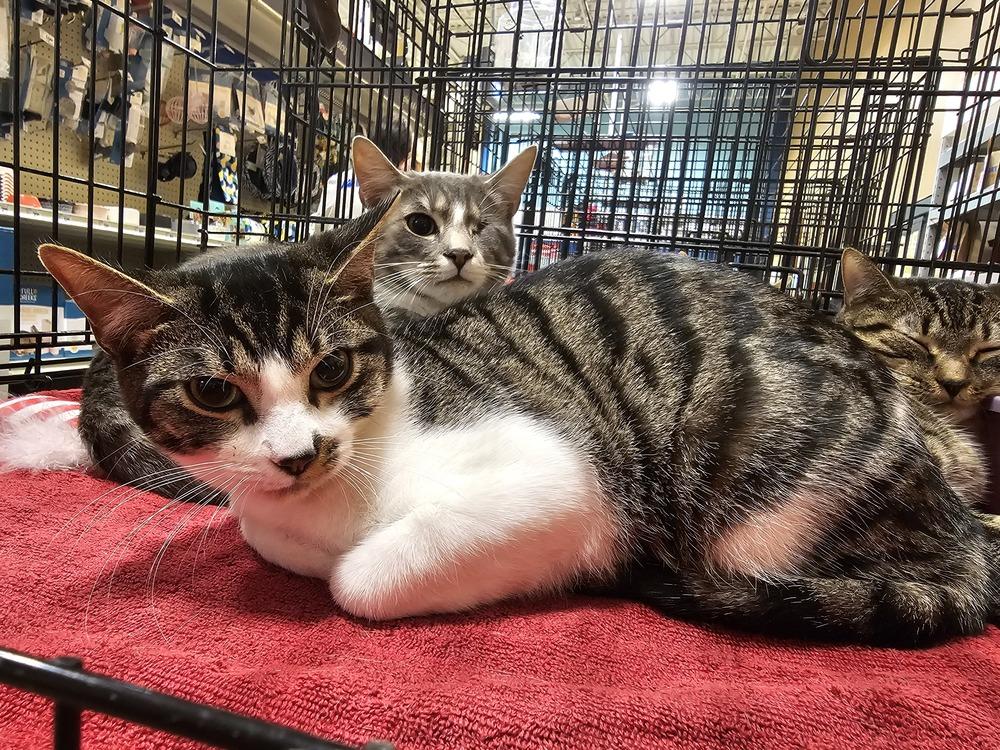 Fiction, a Adoptable mixed breed in Powder Springs, GA image 3/4