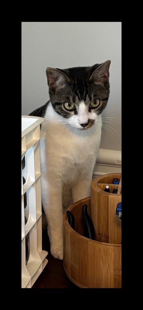 Fiction, a Adoptable mixed breed in Powder Springs, GA image 4/4