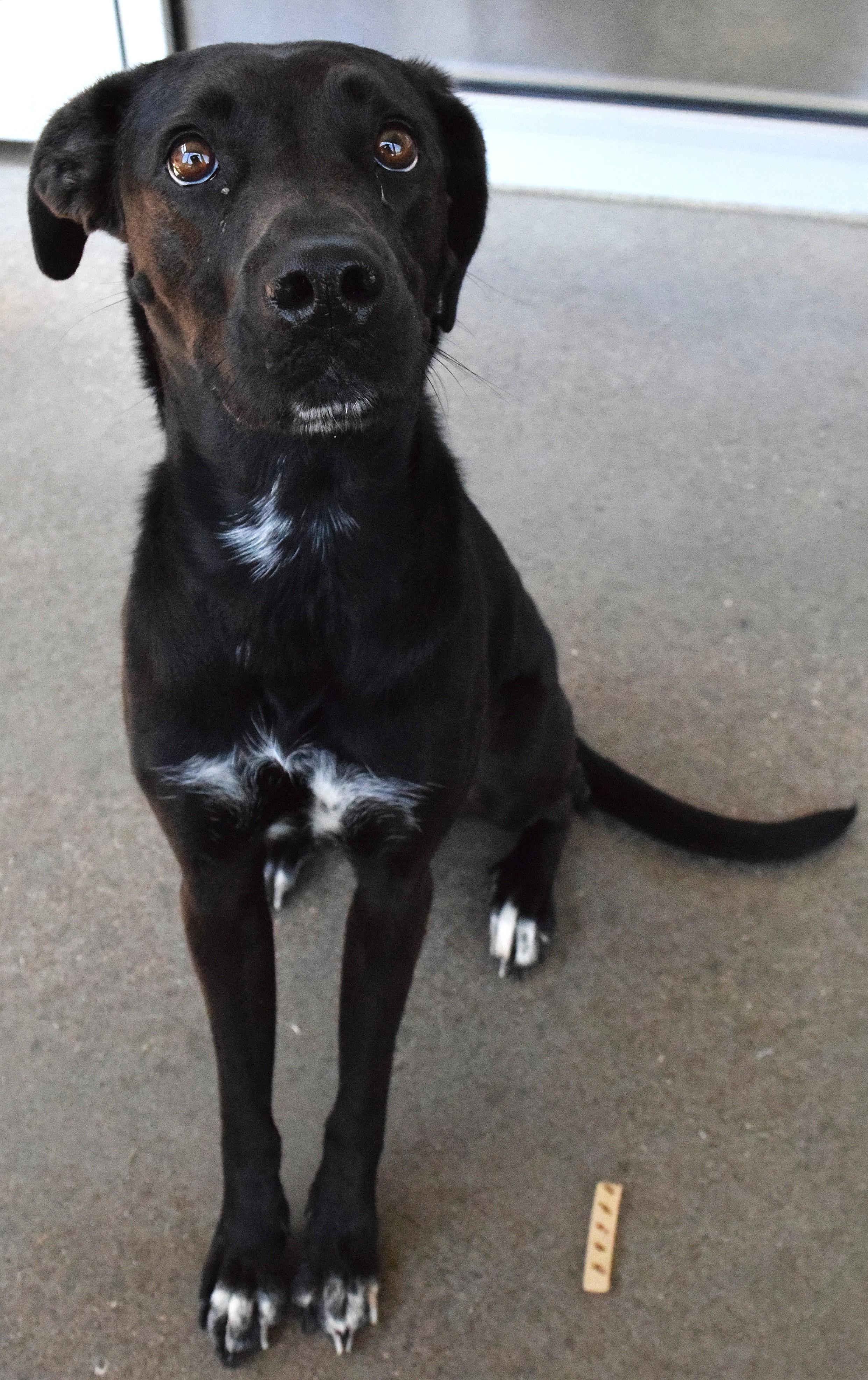 22348, ADOPTABLE, Adult Female Labrador Retriever.