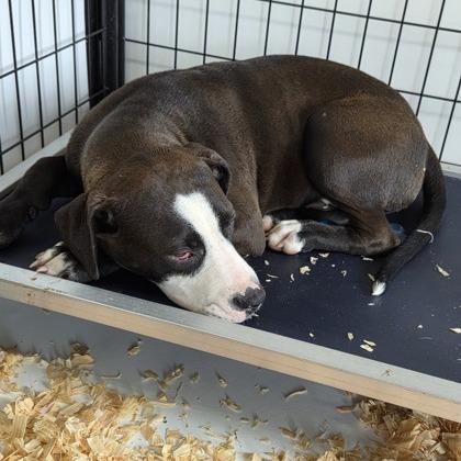 Ollie, Adoptable, Young Male Mixed Breed.