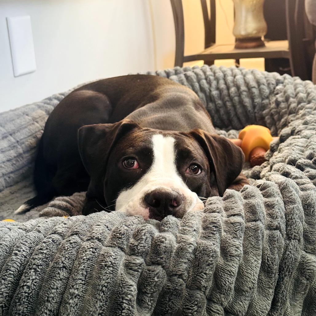 Ollie, a Adoptable Mixed Breed in Jacksonville Beach, FL image 2/6