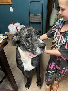 Prissy, a Adoptable Great Dane image 1/3