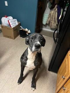 Prissy, a Adoptable Great Dane image 2/3