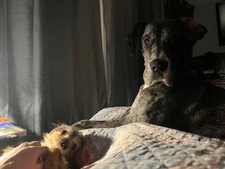 Prissy, a Adoptable Great Dane image 3/3