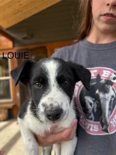 Louie **Courtesy Posting**, Adoptable, Young Male Border Collie & Australian Cattle Dog / Blue Heeler.