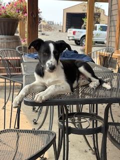 Louie **Courtesy Posting**, a Adoptable mixed breed in Lewiston, ID image 2/2