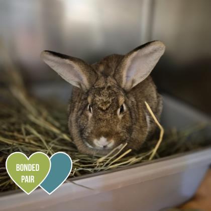 Iris, ADOPTABLE, Baby Female Flemish Giant & Lop Eared.