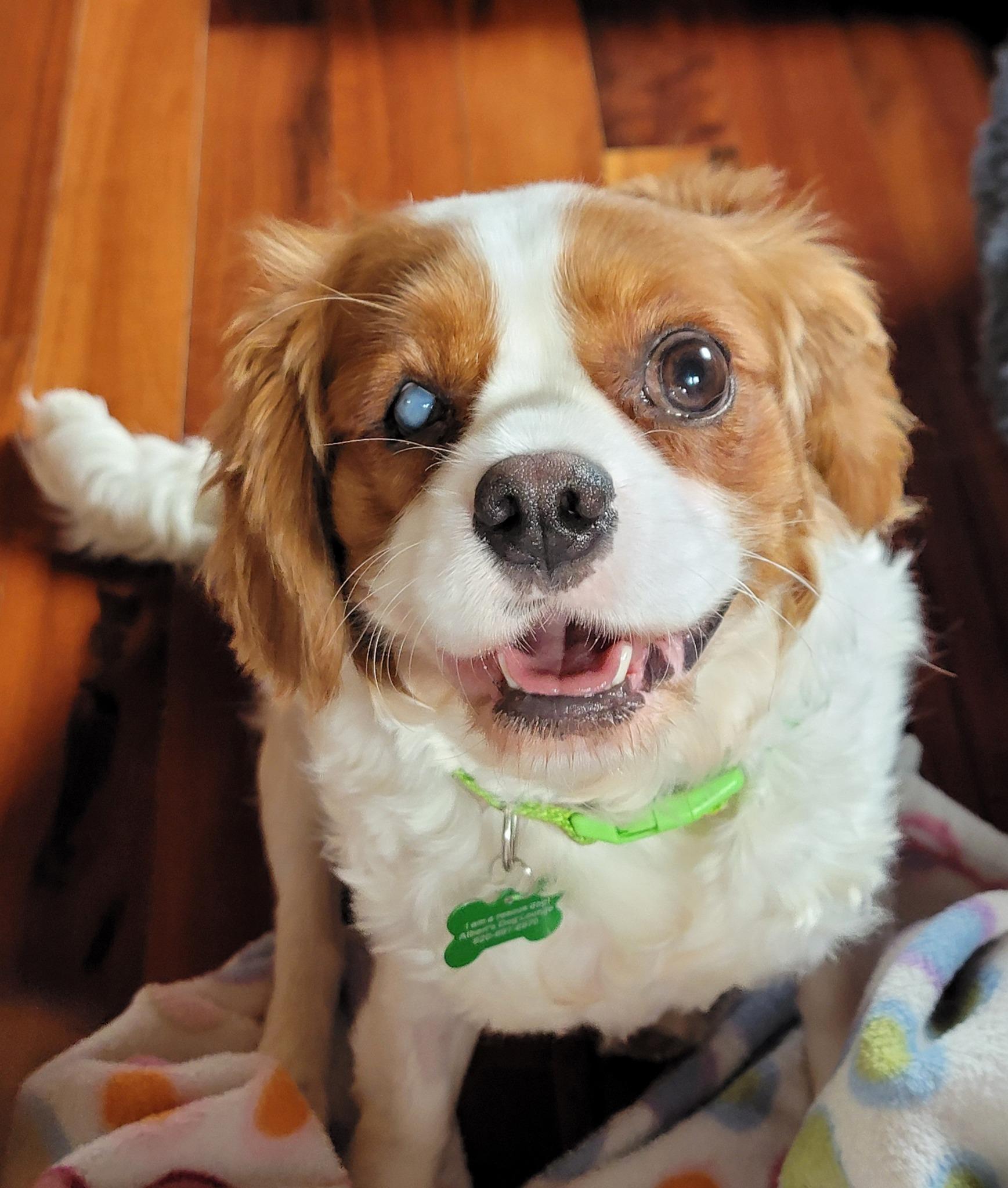 Rhoadie Layne, ADOPTABLE, Adult Female Cavalier King Charles Spaniel.
