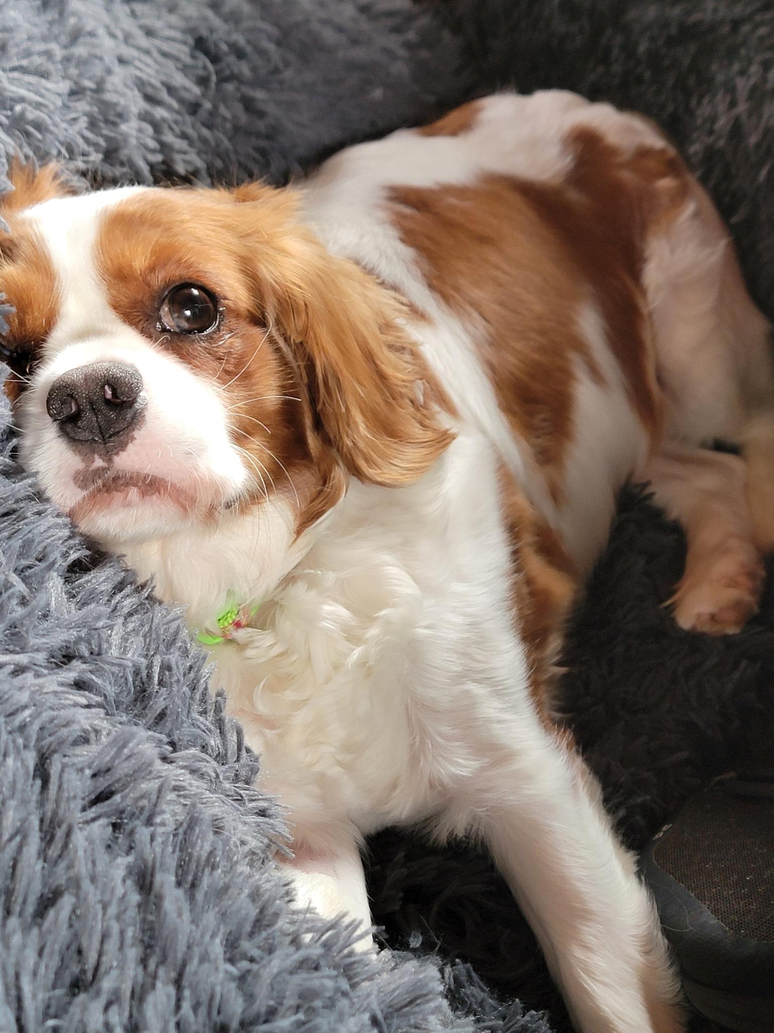 Enlarge Rhoadie Layne, a ADOPTABLE Cavalier King Charles Spaniel in Whitewater, WI image 4/4