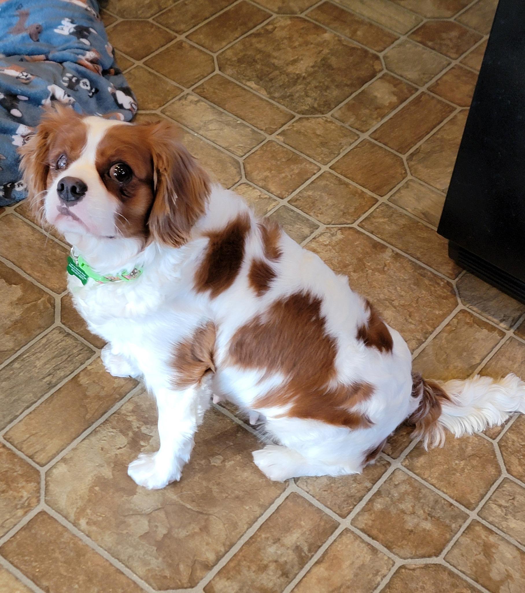 Enlarge Rhoadie Layne, a ADOPTABLE Cavalier King Charles Spaniel in Whitewater, WI image 3/4