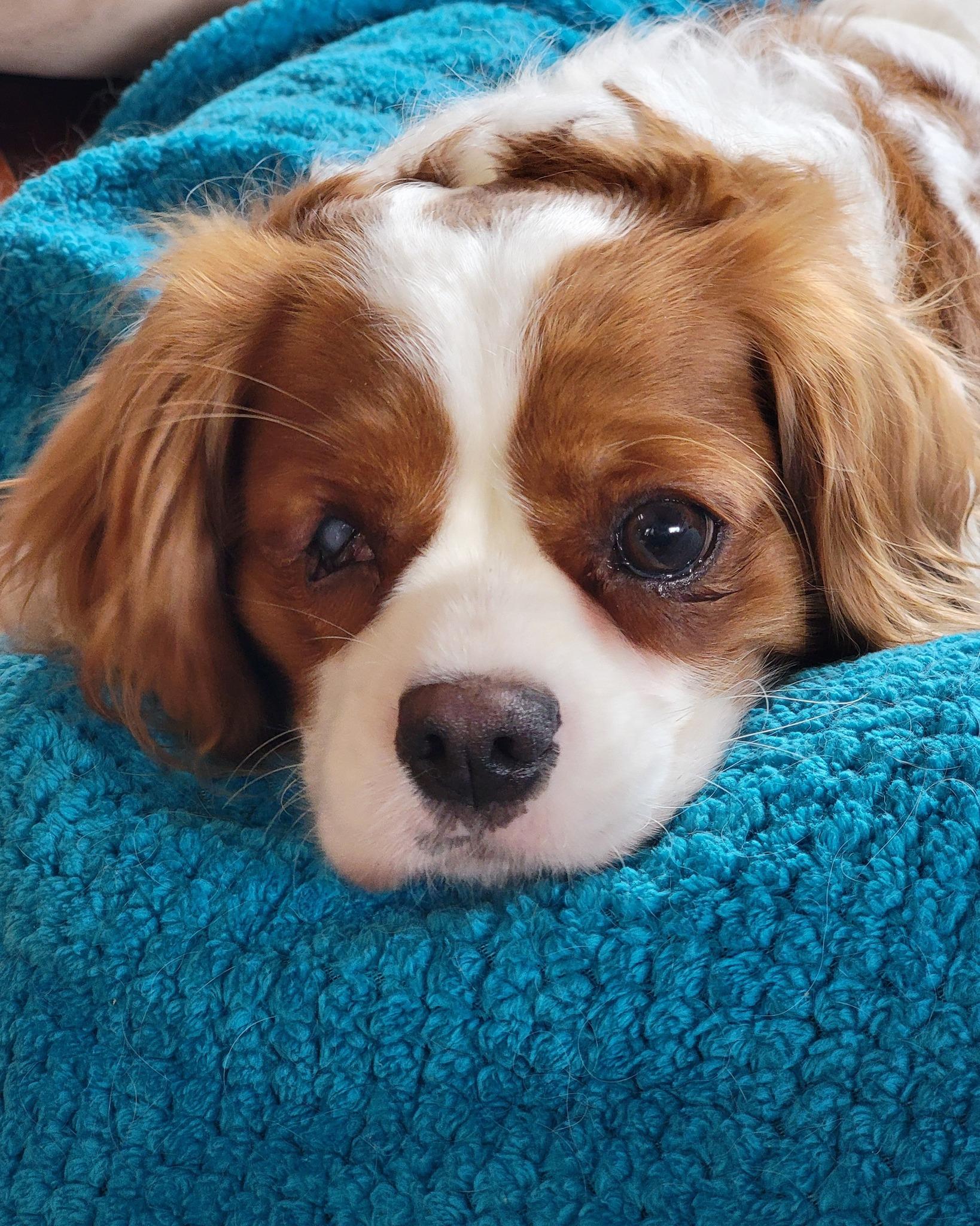 Enlarge Rhoadie Layne, a ADOPTABLE Cavalier King Charles Spaniel in Whitewater, WI image 2/4