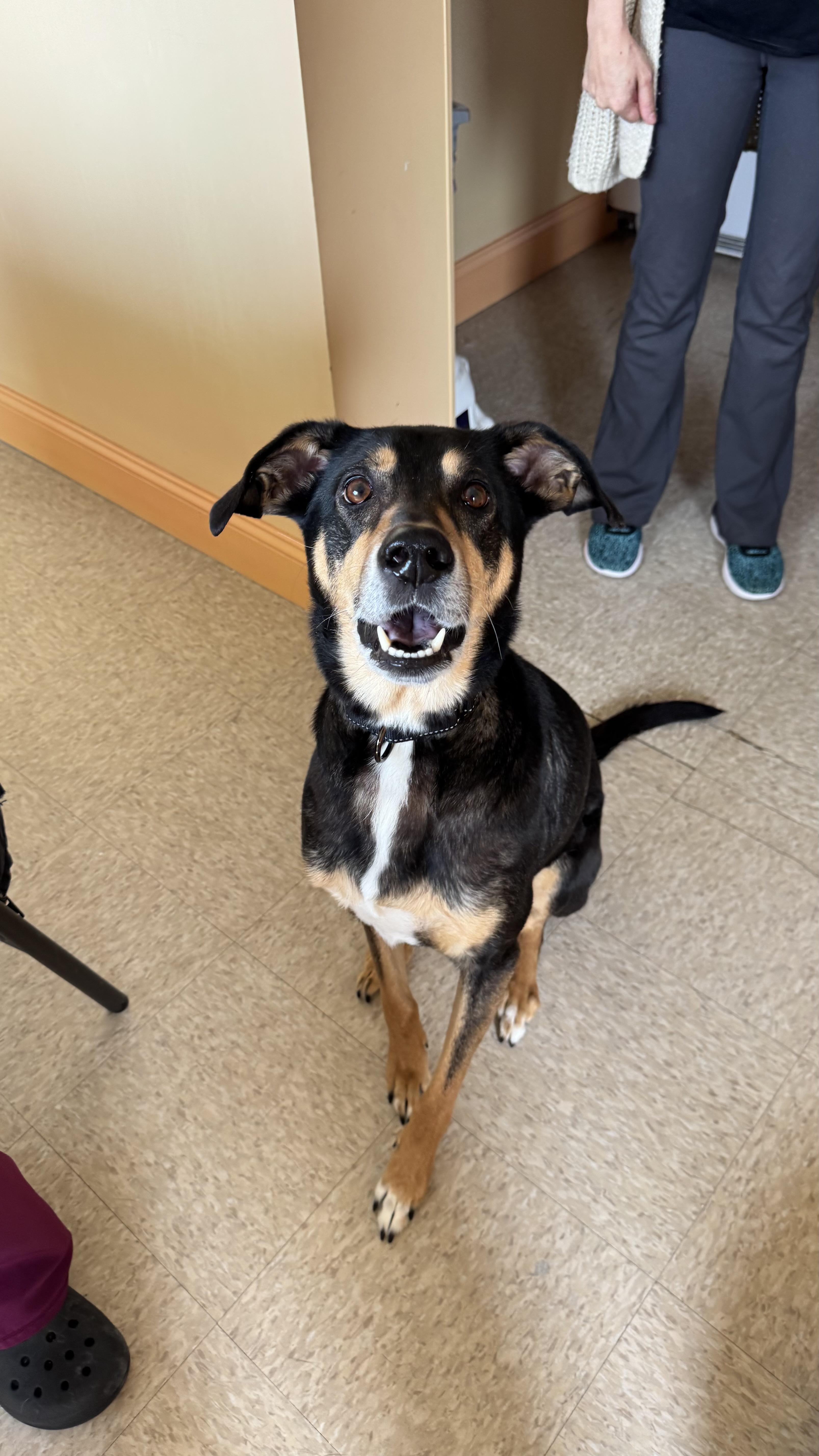 Enlarge Nala , an adopted mixed breed in Fall River, MA image 2/5