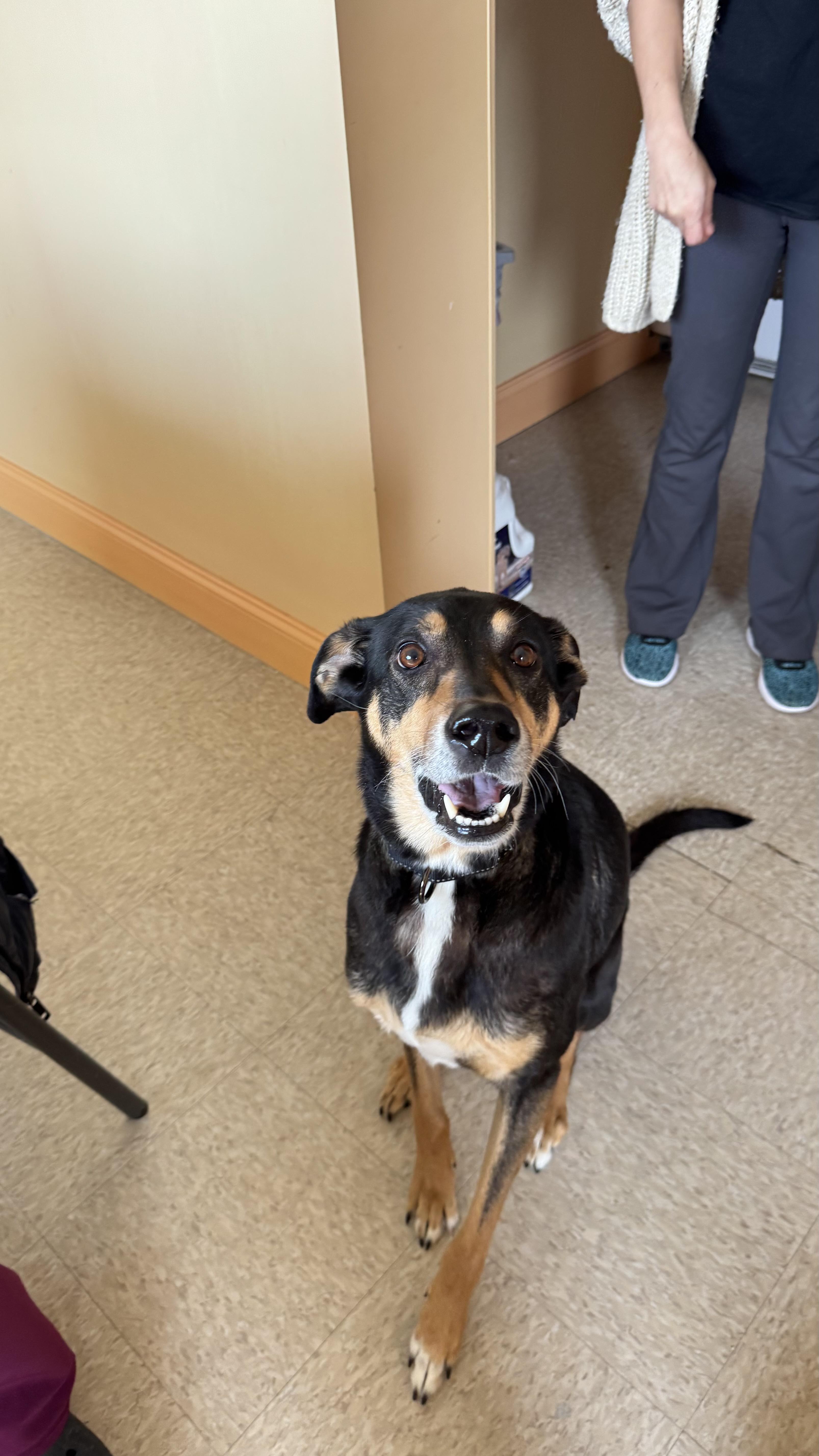 Nala , ADOPTABLE, Senior Female German Shepherd Dog & Mixed Breed.