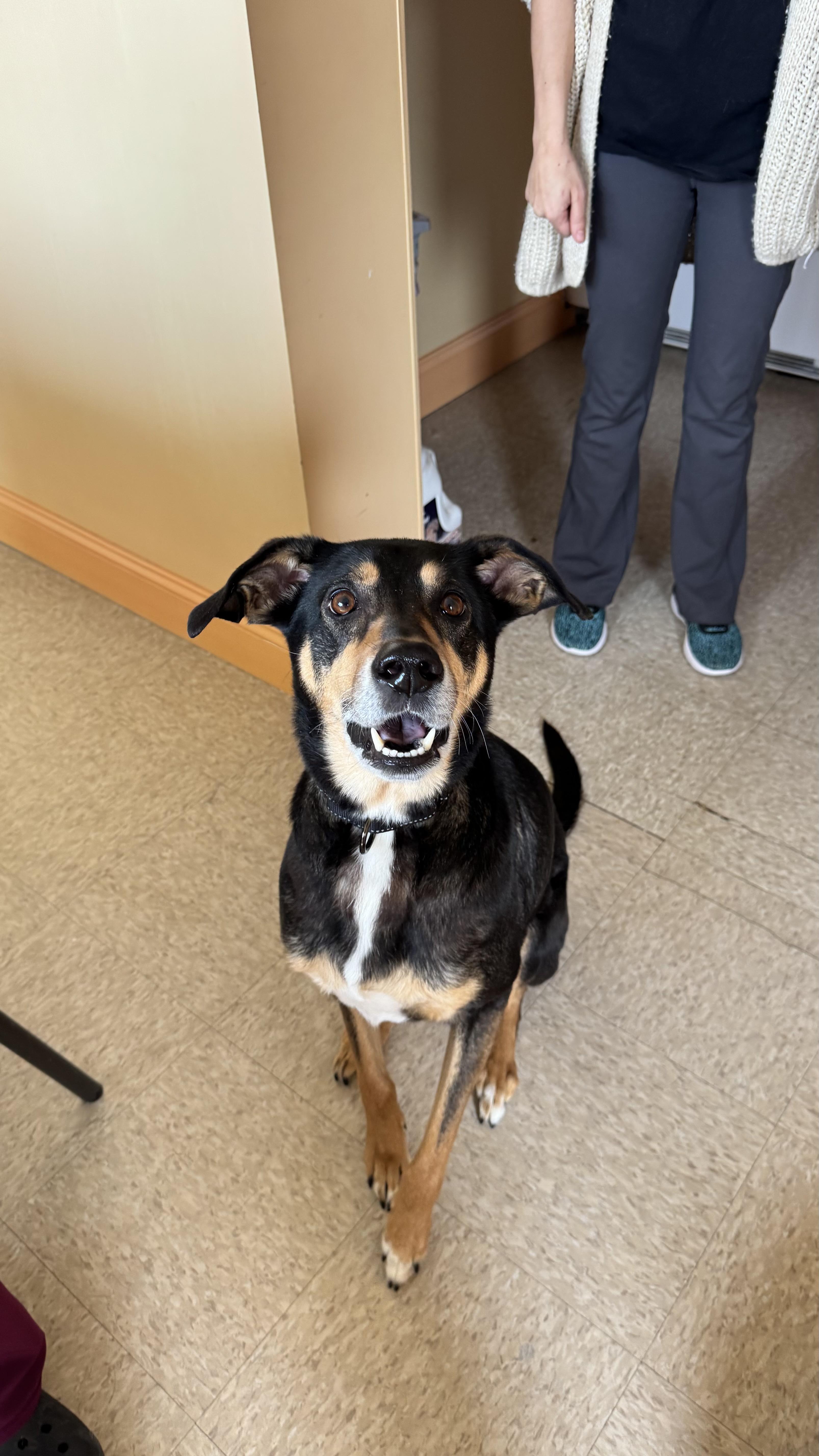 Enlarge Nala , an adopted mixed breed in Fall River, MA image 3/5